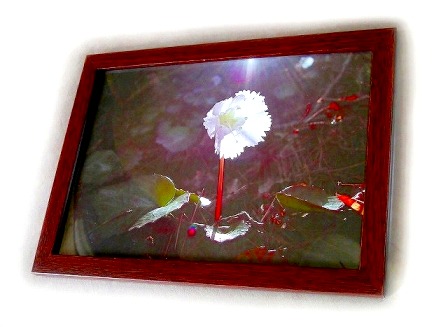 �O�g�̕��i�A�R�쑐�ʐ^�W